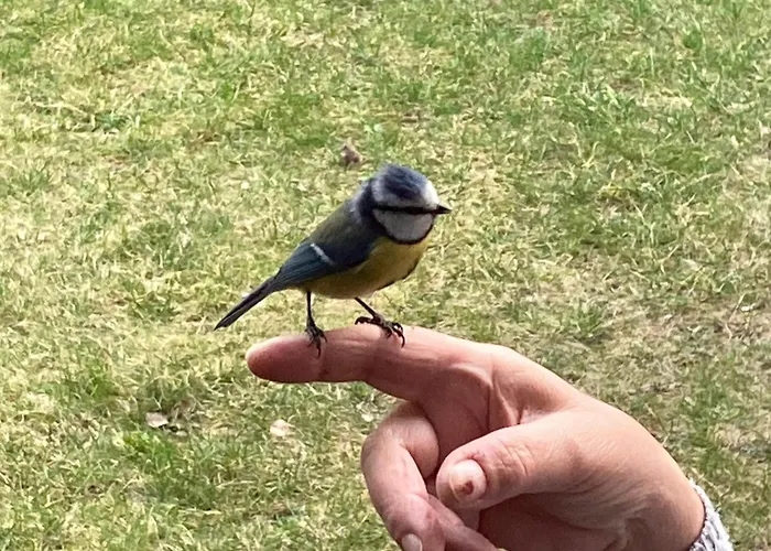 Waldblick * Tannenberg