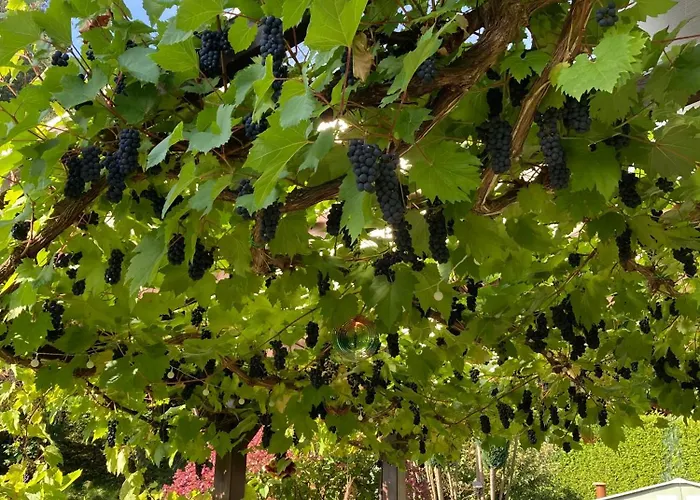 Apartament Waldblick *